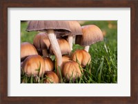 Cluster Of Mushrooms Fine Art Print