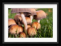 Cluster Of Mushrooms Fine Art Print