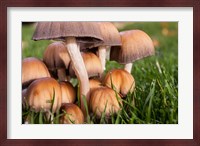 Cluster Of Mushrooms Fine Art Print