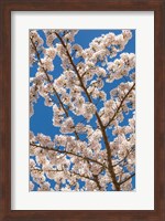 Cherry Tree Blossoms In Spring, Washington State Fine Art Print