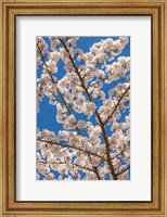 Cherry Tree Blossoms In Spring, Washington State Fine Art Print