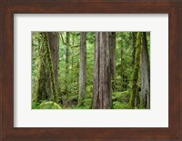Old Growth Forest On Barnes Creek Trail, Washington State Fine Art Print