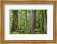 Old Growth Forest On Barnes Creek Trail, Washington State Fine Art Print