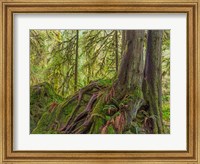 Western Red Cedar Growing On A Boulder, Washington State Fine Art Print