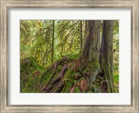 Western Red Cedar Growing On A Boulder, Washington State Fine Art Print