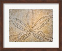 Design On The Top Of A Sand Dollar Shell Fine Art Print