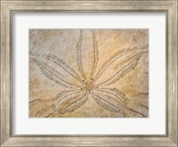 Design On The Top Of A Sand Dollar Shell Fine Art Print