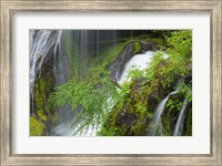 Spring Scene At Panther Creek Waterfall, Washington State Fine Art Print