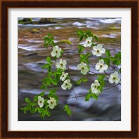 Pacific Dogwood Branch Over Panther Creek, Washington State Fine Art Print