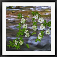 Pacific Dogwood Branch Over Panther Creek, Washington State Fine Art Print
