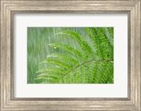 Fern In Rainfall Fine Art Print
