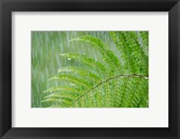 Fern In Rainfall Fine Art Print