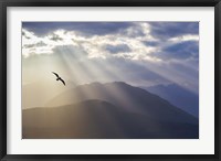 Seagull And God Rays Over The Olympic Mountains Fine Art Print