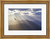 Seagull And God Rays Over The Olympic Mountains Fine Art Print