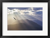 Seagull And God Rays Over The Olympic Mountains Fine Art Print