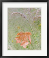 Maple Leaf In Meadow Grasses Fine Art Print