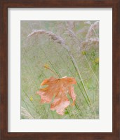 Maple Leaf In Meadow Grasses Fine Art Print