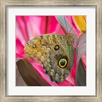 Close-Up Of An Owl Butterfly Fine Art Print
