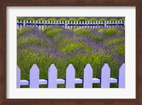 Field Of Lavender With A  Picket Fence, Washington State Fine Art Print
