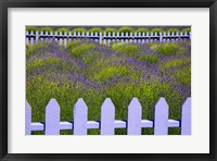 Field Of Lavender With A  Picket Fence, Washington State Fine Art Print