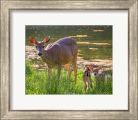 Blacktail Deer With Twin Fawns Fine Art Print