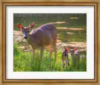 Blacktail Deer With Twin Fawns Fine Art Print