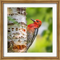 Red-Breasted Sapsucker On A Paper Birch Tree Fine Art Print