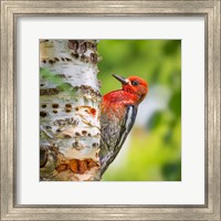 Red-Breasted Sapsucker On A Paper Birch Tree Fine Art Print