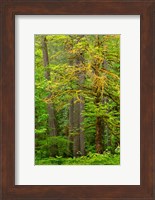 Washington State, Gifford Pinchot National Forest Big Leaf Maple Tree Scenic Fine Art Print
