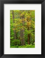 Washington State, Gifford Pinchot National Forest Big Leaf Maple Tree Scenic Fine Art Print