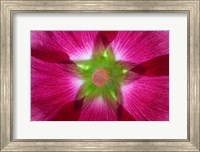 Pink Hollyhock Blossom Composite Fine Art Print