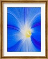 Close-Up Of A Morning Glory Flower Fine Art Print