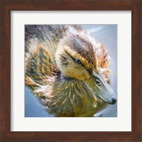 Close-Up Of A Mallard Duck Chick Fine Art Print