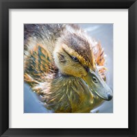 Close-Up Of A Mallard Duck Chick Fine Art Print