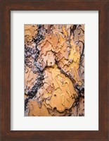 Ponderosa Pine Tree Bark Detail Fine Art Print