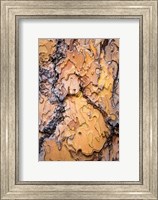 Ponderosa Pine Tree Bark Detail Fine Art Print