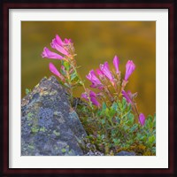 Pink Penstemon Flowers, Washington State Fine Art Print