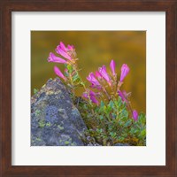 Pink Penstemon Flowers, Washington State Fine Art Print