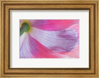 Underside Of A Pink Poppy Flower Fine Art Print