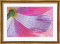 Underside Of A Pink Poppy Flower Fine Art Print
