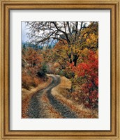 Road And Autumn-Colored Oaks, Washington State Fine Art Print