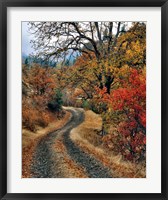 Road And Autumn-Colored Oaks, Washington State Fine Art Print