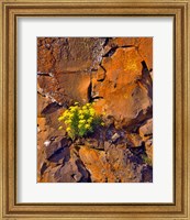 Lomatium Flowers On Basalt Rocks Fine Art Print