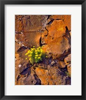 Lomatium Flowers On Basalt Rocks Fine Art Print