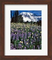 Field Of Lupine And Bistort In Paradise Park Fine Art Print
