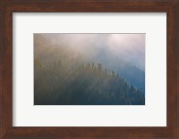 Coastal Forest In Morning Fog, Washington State Fine Art Print