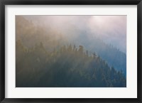 Coastal Forest In Morning Fog, Washington State Fine Art Print
