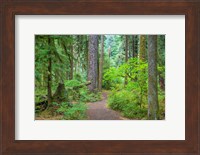 Trail Through An Old Growth Forest, Washington State Fine Art Print
