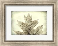 Oak Leaf Abstract Fine Art Print