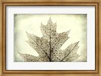 Oak Leaf Abstract Fine Art Print